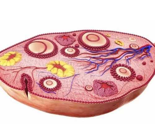 哪里供卵选性别_私立供卵,天津供卵助孕机构top排行榜！供卵试管成功率受哪些