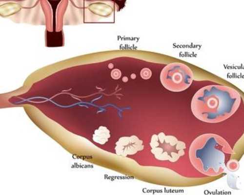 唐筛21三体高风险原因 唐氏筛查高危的原因