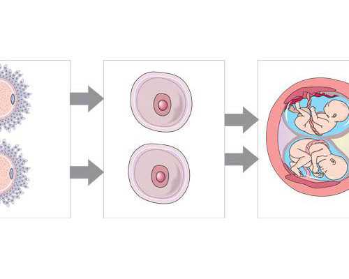做供卵试管_供卵成功率高吗,2026在绍兴市妇幼保健院做供卵试管婴儿要多少钱？