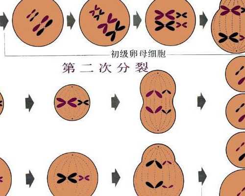 育儿嫂去什么平台找_备孕吃什么营养品,轻微弓形子宫对怀孕有影响吗,能直接