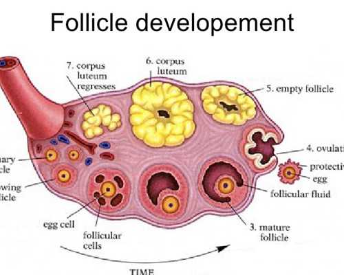 三代试管必须囊胚吗,三代试管必须是囊胚吗,代生医院男孩