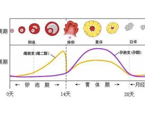 呼和浩特试管生孩子代怀,呼和浩特供卵试管中心,开启美好生活新时代