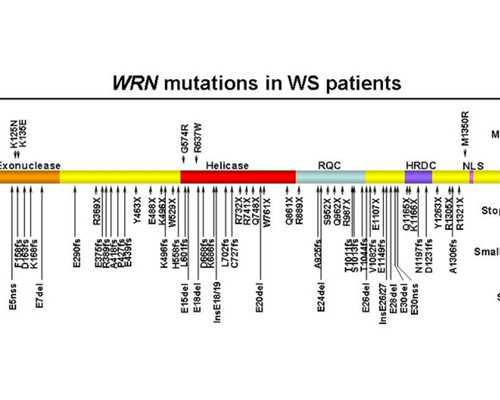 怀孕能吃火龙果-借卵助孕