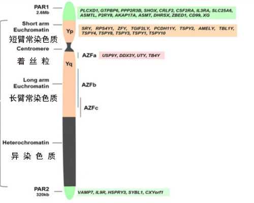 兰州助孕选性别包成功|杭州供卵捐卵试管试管在哪里
