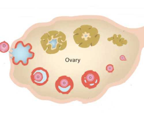 泰国金贝供卵_供卵哪里不用等,天津市第一中心医院供卵费用介绍!附供卵助孕