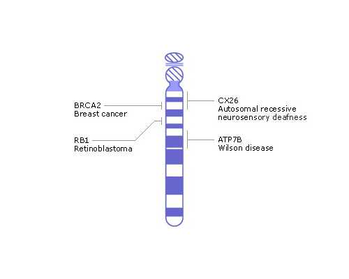 什么是E2？E2的高低是否会影响促排效果呢？-代生价格表