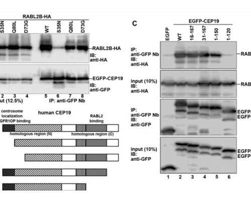 ab型rhd阳性什么意思(白血病症状)-供卵代怀地址