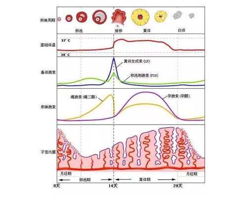 捐卵代生,地中海贫血能去泰国试管婴儿医院做试管吗？-烟台供卵试管_怀孕子宫