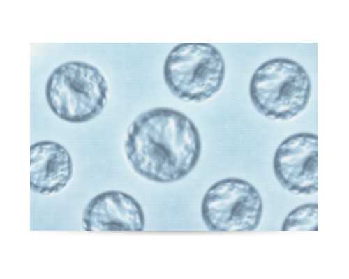 有喜国际助孕怎么样|潍坊试管婴儿选男女多少钱？可以选择男女吗？