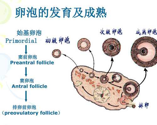 妇科B超需要空腹吗