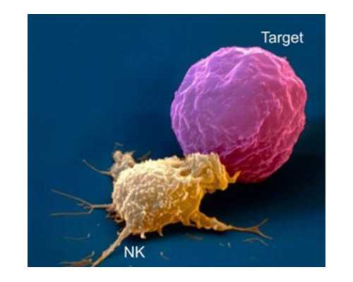 孕期早期的饥饿感：如何平衡饮食以满足孕期需求？_孕早期饥饿感加强：探究
