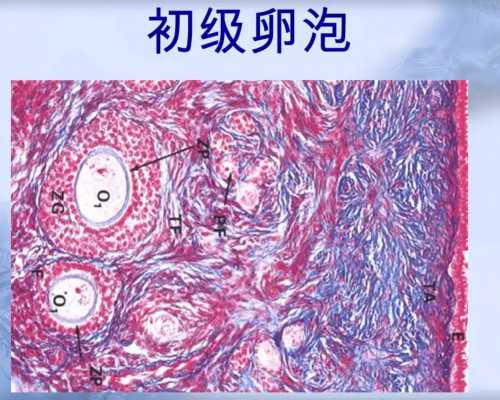 子宫内膜息肉影响怀孕吗?子宫内膜息肉有哪些表现?