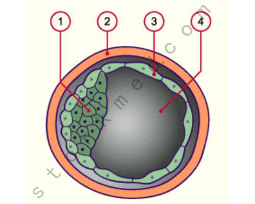 哺乳期吃百香果的注意事项(哺乳期可以吃百香果吗)-借卵自怀