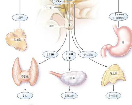 怎么代生, 我的试管日记之全外显子基因检测-深圳有供卵的私立医院吗-湖北h